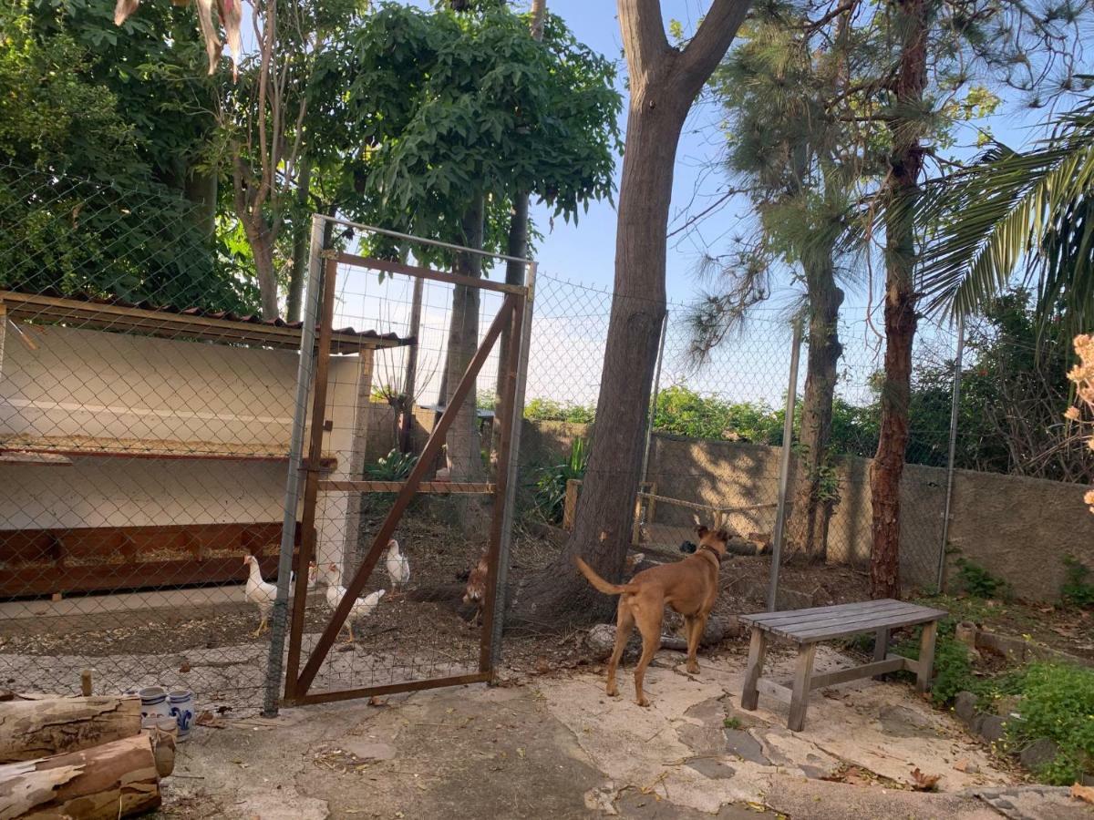 Ferienwohnung Finca Monica La Matanza De Acentejo Εξωτερικό φωτογραφία