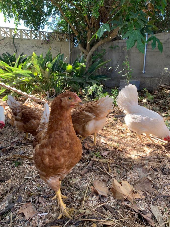 Ferienwohnung Finca Monica La Matanza De Acentejo Εξωτερικό φωτογραφία